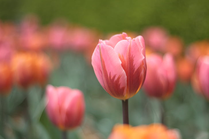flower, garden, spring