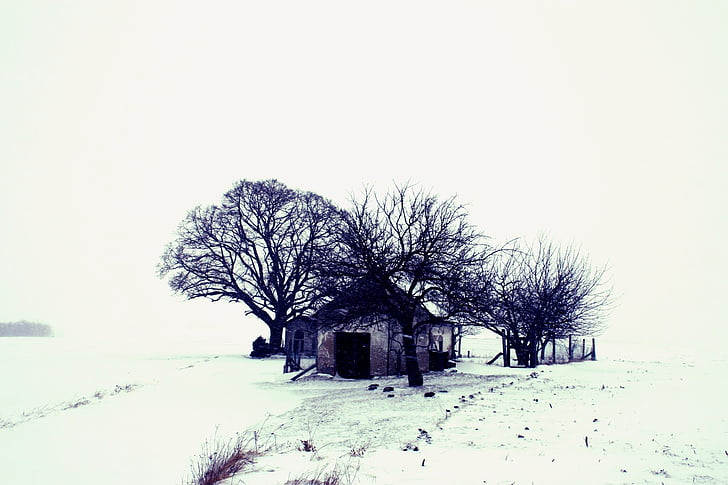 winter, landscape, snow, tree, home, nature, wasteland