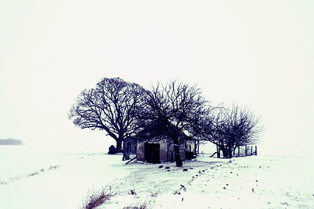 iarna, peisaj, zăpadă, copac, acasă, natura, pustiu