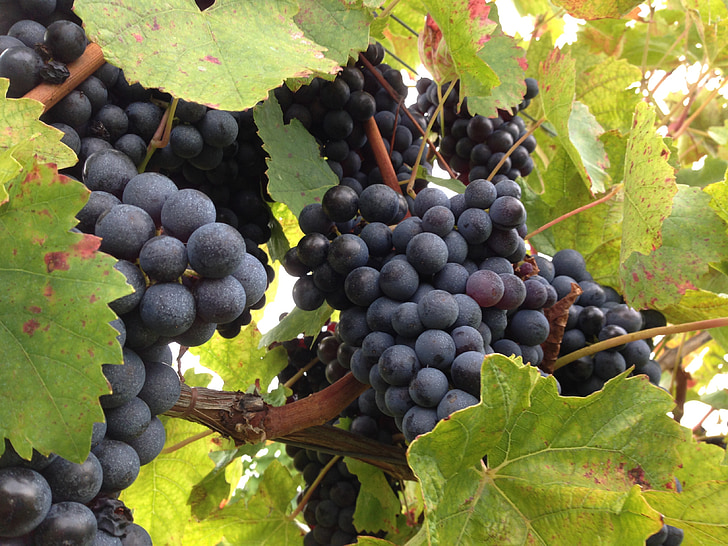 grape, fruit, vineyard