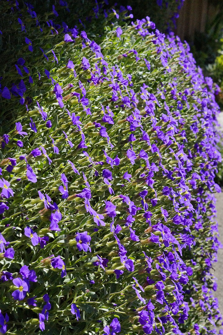 oreiller bleu, fleurs, Bloom, blütenmeer, bleu, printemps, jardin de Pierre