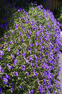 blaue Kissen, Blumen, Bloom, Blütenmeer, Blau, Frühling, Steingarten