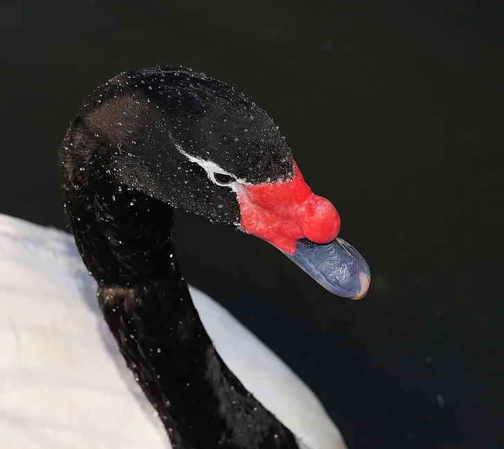 Swan, negru, cap, alb-negru, fata, portret, gradina zoologica