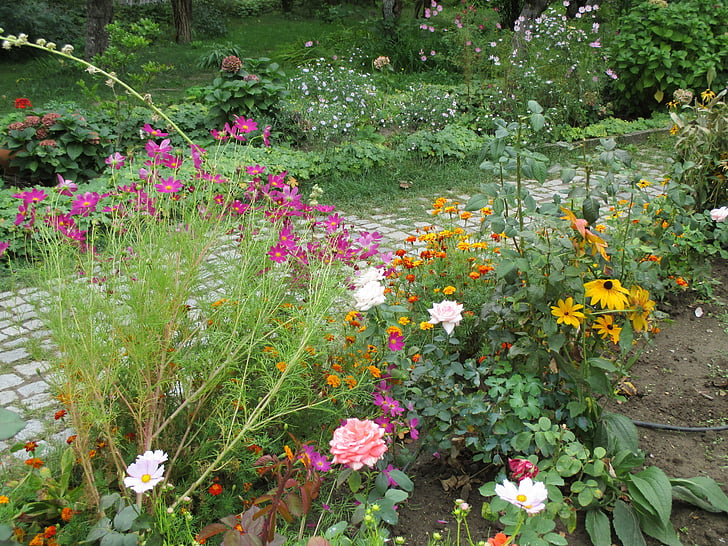 giardino, fiori, autunno, giardino di fiore, all'aperto, colorato, caduta