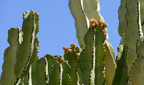 la rettili, Isole Canarie, Isola, Isole Canarie, montagne, Spagna, Cactus
