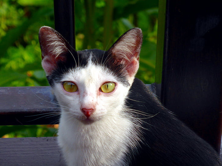 katė, naminių gyvūnėlių, juoda ir balta, dėmesio