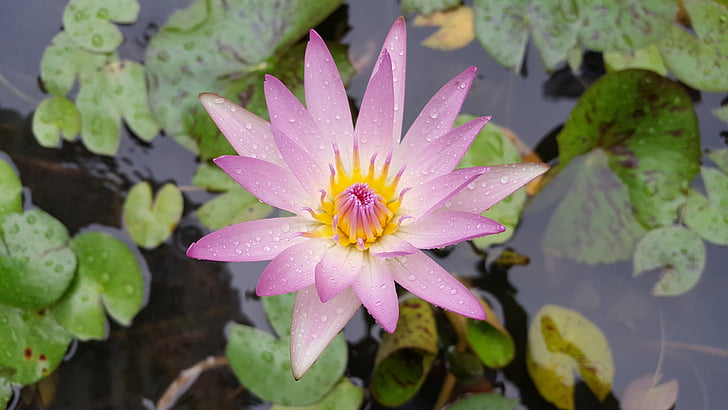 nymphaea alba, pink red, plant, nature