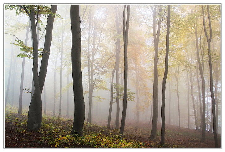 efterår, tåge, skov, natur, træ, tåge, landskab