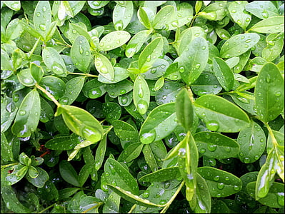 dew, drops, water, leaves, green, plant, gardening