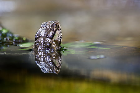 Gecko, animal, agua, estanque, cerrar, Retrato de los animales, Lagarto
