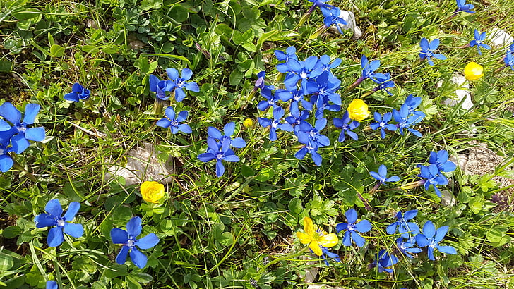 gentian, mountain flowers, gentiana sierrae, flower, alpine flower, blue, gentian plant