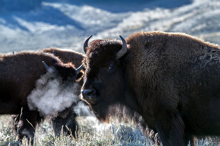 Taman Nasional Yellowstone, Wyoming, Amerika Serikat, Bison, bison Amerika, kerbau, hewan satwa liar