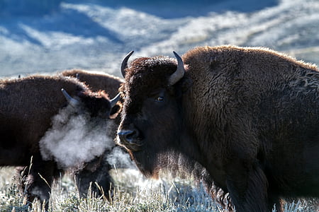 Jeloustonas nacionālais parks, Wyoming, ASV, bizoni, Amerikas bizons, Buffalo, savvaļas dzīvnieku