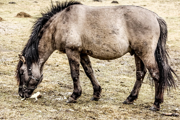 caballo salvaje, Tarpan, como el tarpan undomesticated, comida