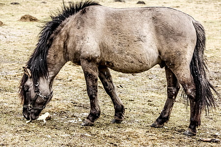 wild horse, tarpan, as the undomesticated tarpan, meal