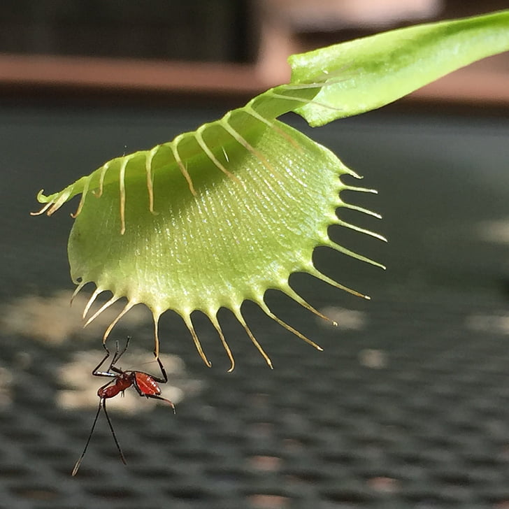 έντομο, παγίδα μυγών της Αφροδίτης, φυτό