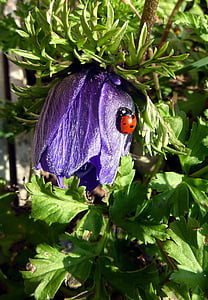 花, 紫色, 瓢虫, 春天, 花园, 昆虫, 自然