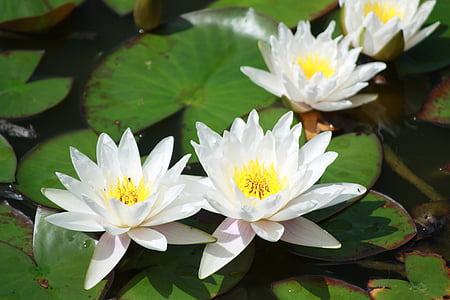 water lily, Tiszafüred, Tisza