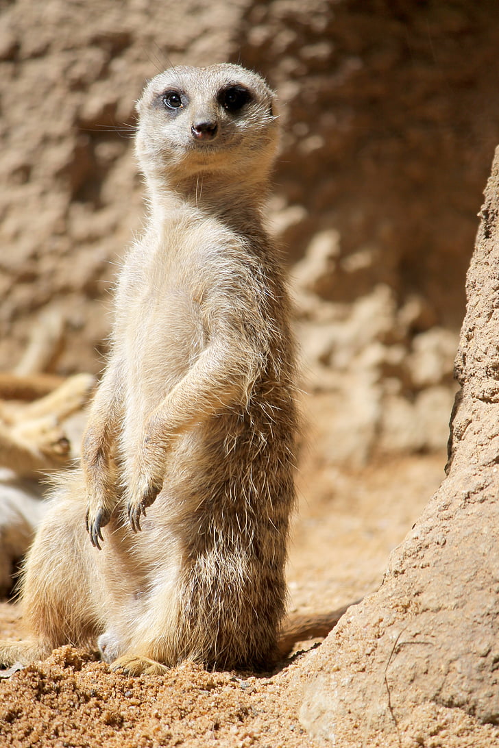 Meerkat suricata, Cat rock, Afrika, mamímero, Meerkat, djur, vilda djur