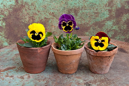 pansy, spring, pot, plant, flower Pot, nature, flower