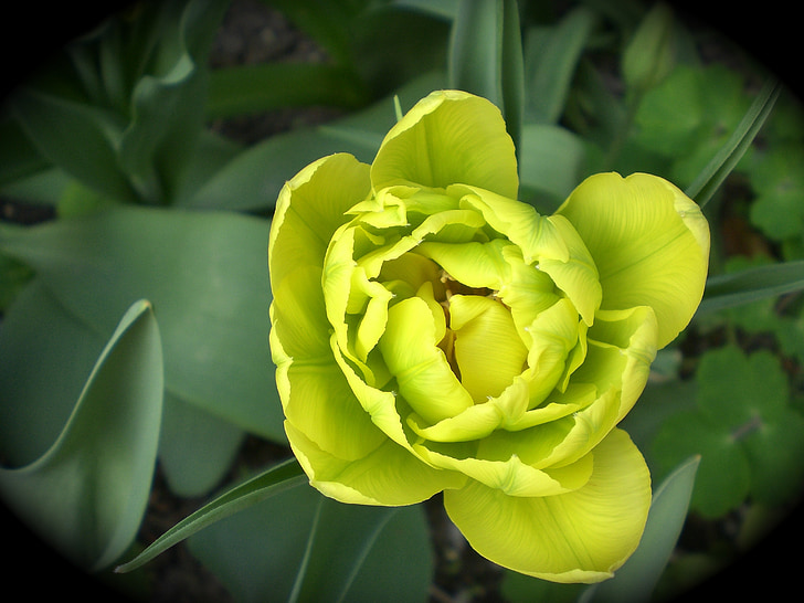 Tulip, kevadel, lill, tulbid, loodus, kollane, lilled