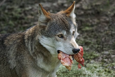 wolf, predator, food, carnivores, pack animal, attention, alpha dog