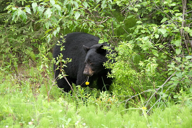 medvěd hnědý, Kanada, Národní park