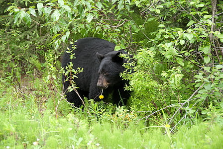 gấu nâu, Canada, vườn quốc gia