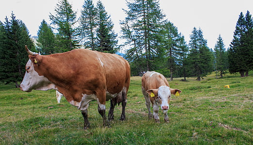 крава, говеждо месо, Alm, едър рогат добитък, животните, крави, пасища