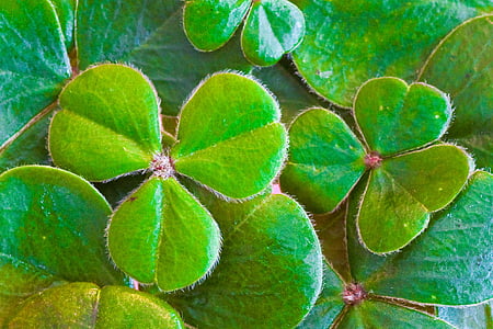 Shamrocks, klöver, St Patricks day, St paddy's dag, Irländska, Leaf, Holiday