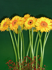 Gerbera, žlutá, květiny, žlutý květ, barevné, dekorace, slunečno