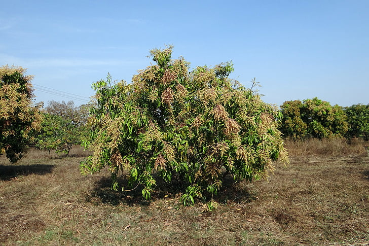 copac mango, Mangifera indica, livada, pitic, HYV, flori, India