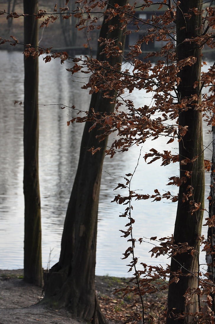 hösten, träd, sedan, lövverk, sjön, dammen, nostalgi
