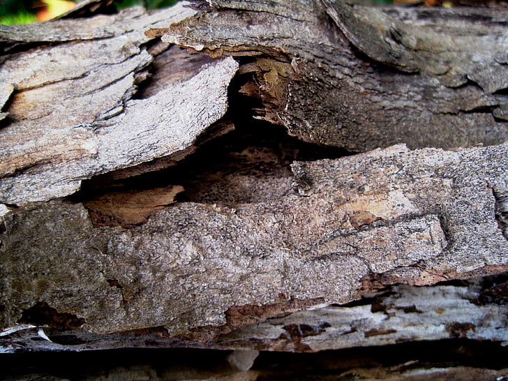 bark, peeling, døde, træ, træstamme, tør, natur