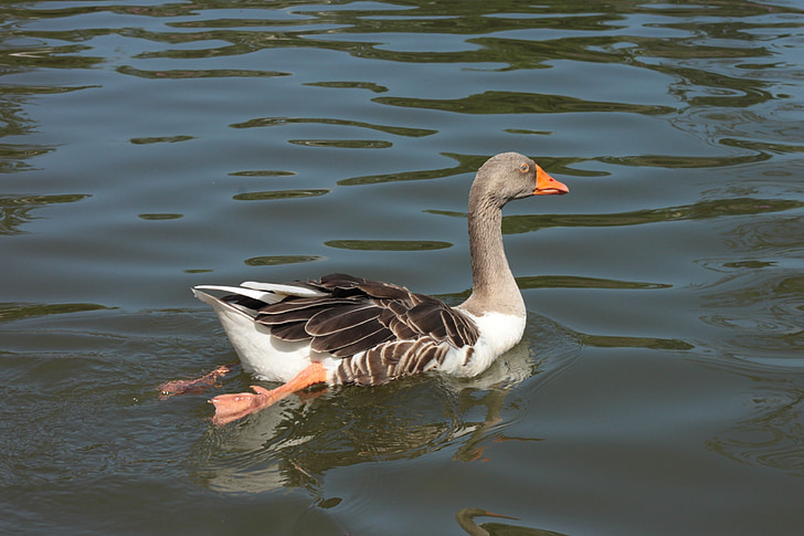 Duck, søen, svømning