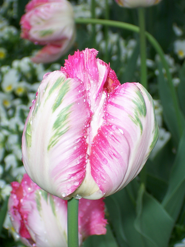 Tulip, merah muda, Tutup, musim semi