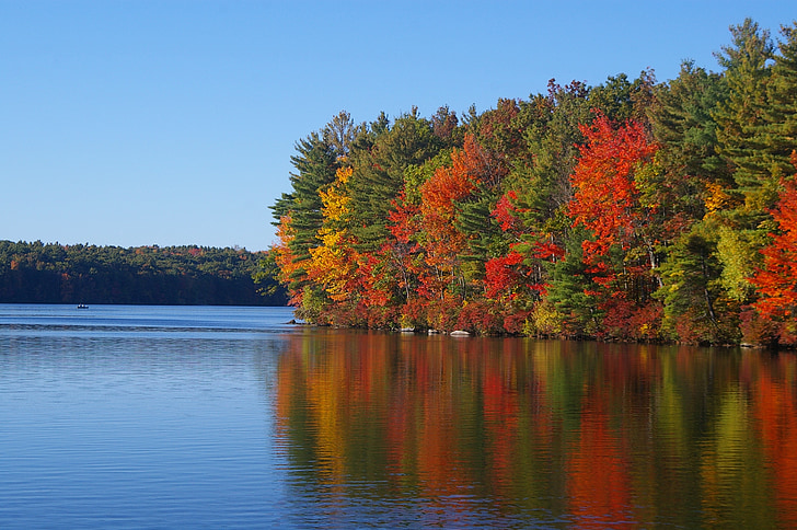 rudenį, lapija, ežeras, spalvinga, lapai, rudenį, rudenį lapija
