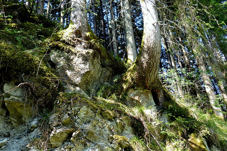 tree roots, forest, rock, slope