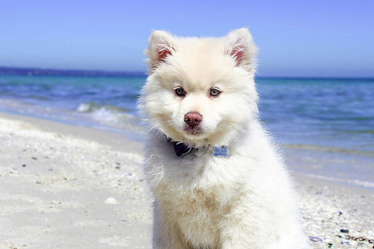 praia, cão, filhote de cachorro, água, animal de estimação, animal, Verão
