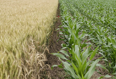 landscape, photography, plant, field, corn, corning, fields