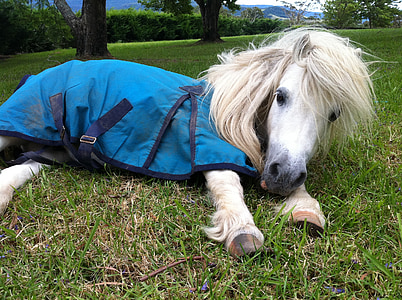 Shetland, Pony, cavallo, animale, azienda agricola, mammifero, equino