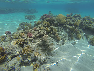 barriera corallina, luce riflessa, pesce del Golfo