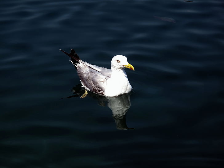Seagull, Adriático, naturaleza, Croacia