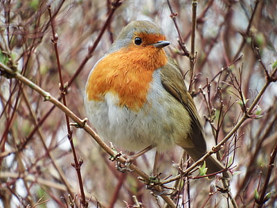 robin, bird, nature, red, branch, garden, wild