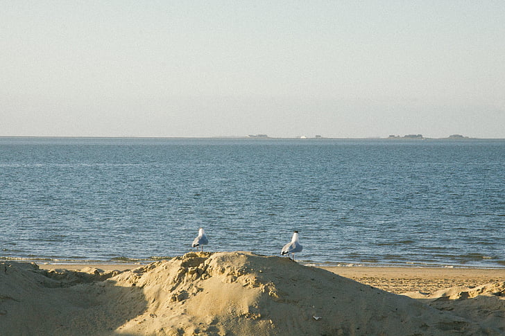 Seagull, orilla del mar, Playa, pájaro, aves, pareja, hombre