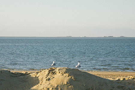 Gavina, vora del mar, platja, ocell, ocells, parella, home