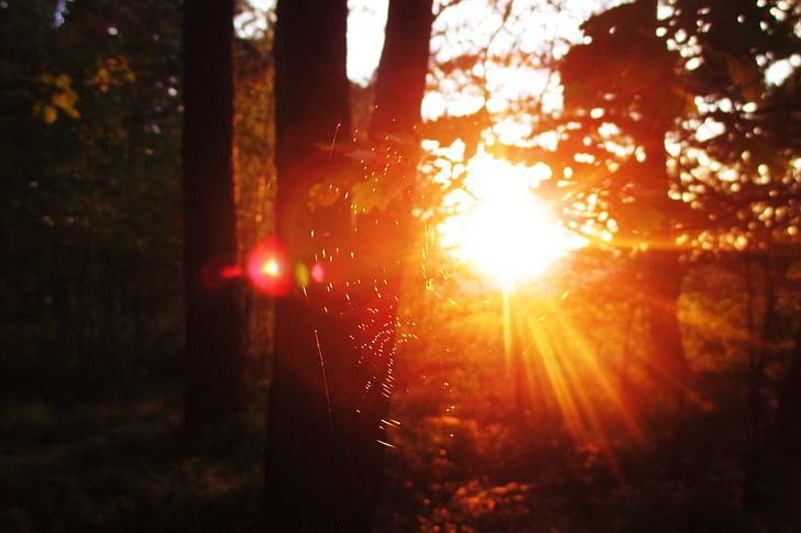 Web, akşam, Güneş, ağaç, Orman