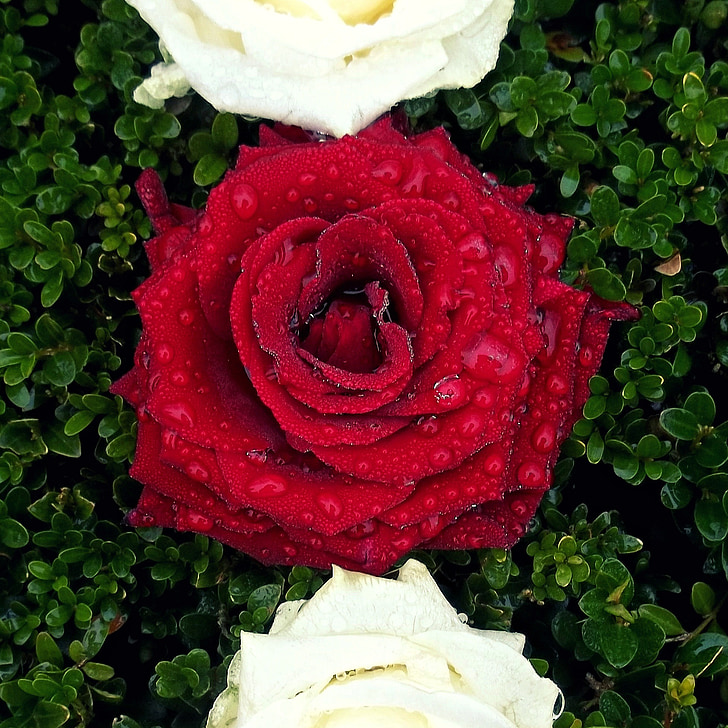 Rosa, vermell, planta, flor, pluja, gota d'aigua, l'aigua