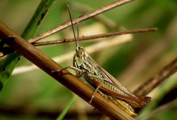 öknen locust, insekt, makro, gräshoppa, naturen, gräs, djur