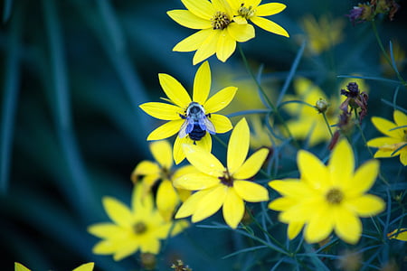 abeja, floración, florece, flor, desenfoque de, brillante, brotes